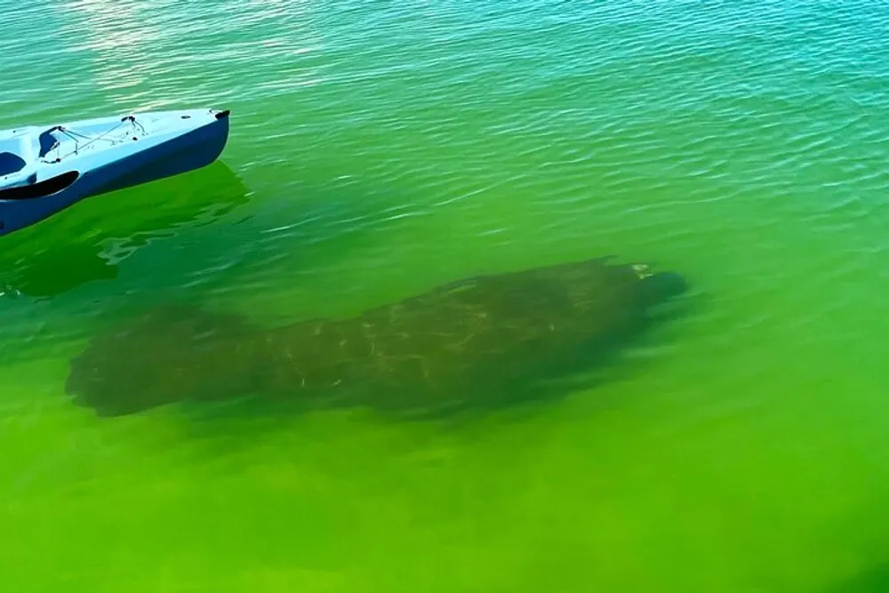 A manatee swims close to the surface of the clear green water near a kayak