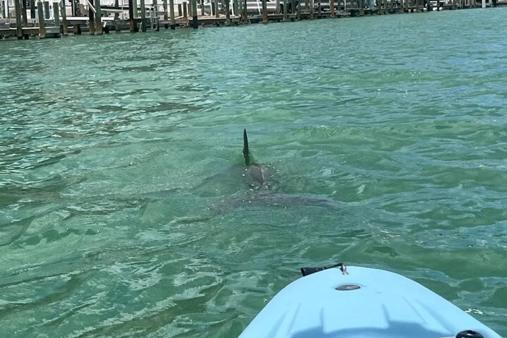 A dolphins dorsal fin is visible above the water near a kayak by a wooden dock