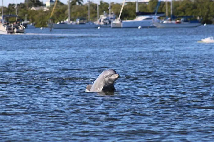 Dolphin and Sightseeing Tiki Cruise Photo