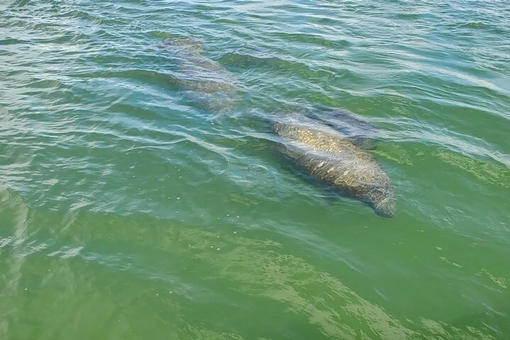 A manatee is swimming in clear greenish water visible from above the surface