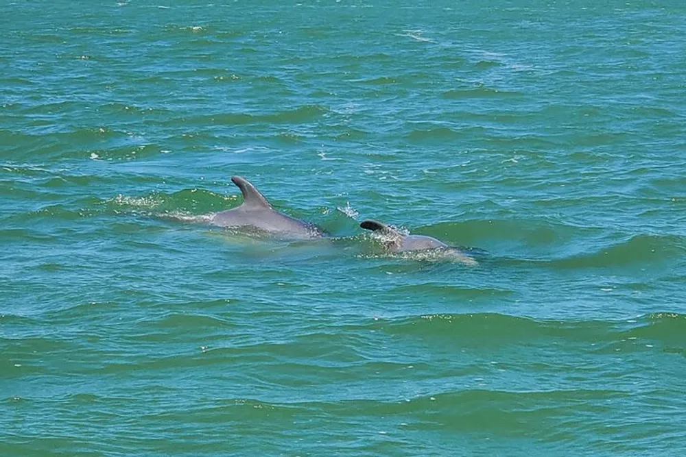 A dolphin is swimming near the surface of the turquoise waters