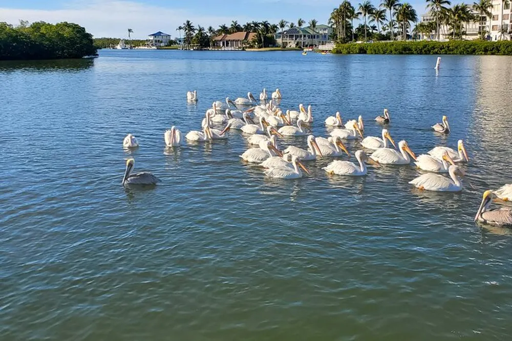A flock of pelicans floats placidly on a sunlit waterway with lush greenery and coastal buildings in the background