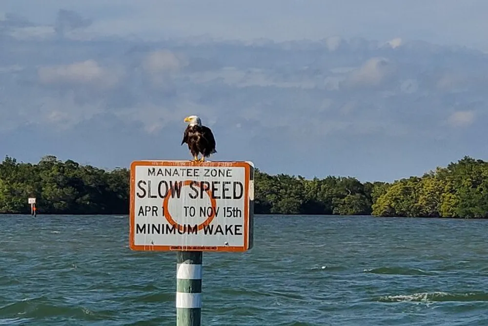 An eagle is perched on top of a Manatee Zone Slow Speed Minimum Wake sign with water and foliage in the background