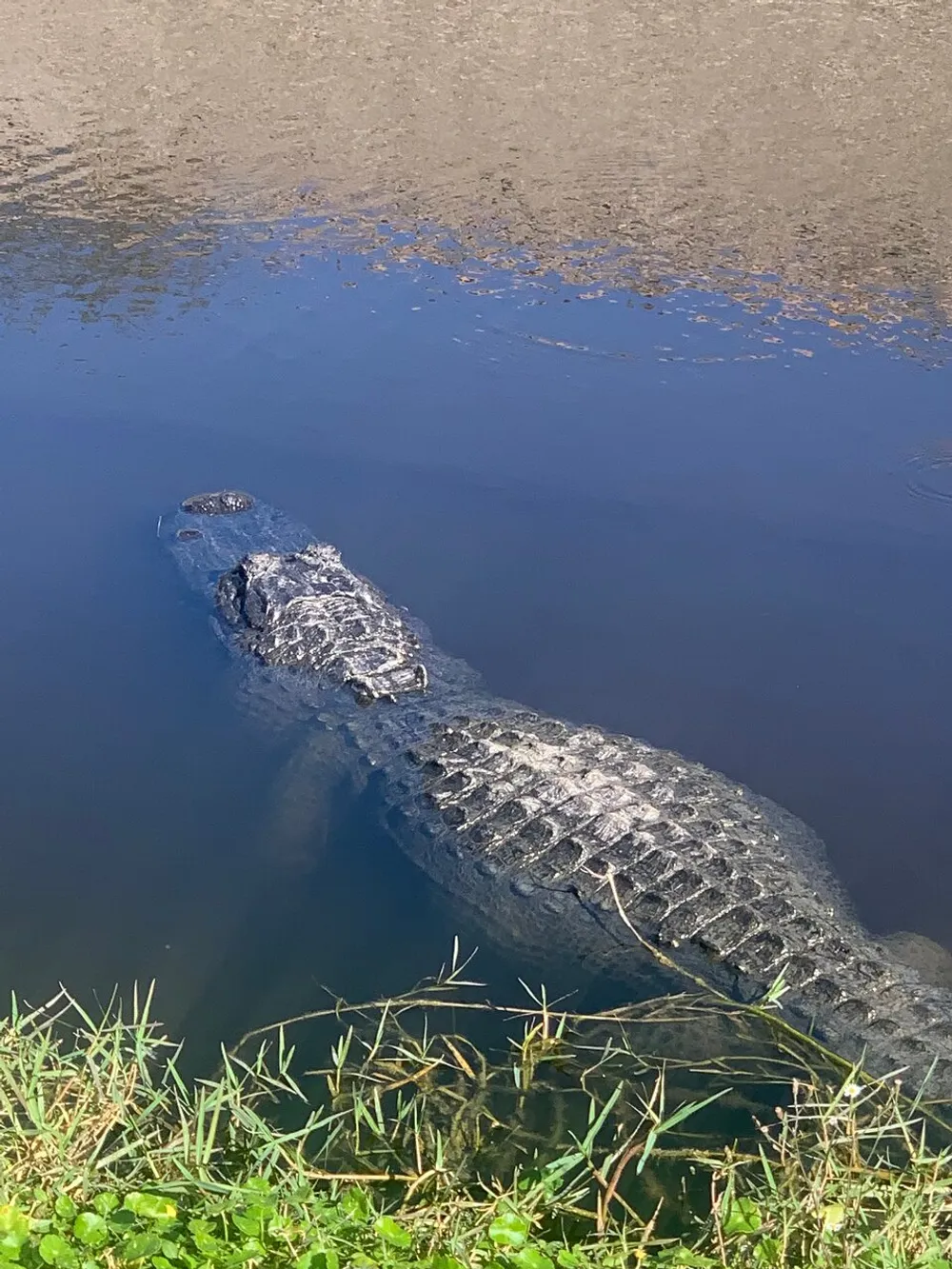 The image shows a large alligator partially submerged in water near the grassy edge of a body of water