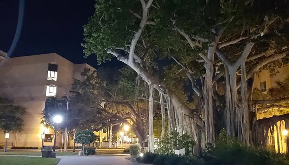 The image shows a nighttime view of a peaceful pathway lined with tall illuminated trees on a campus or park-like setting
