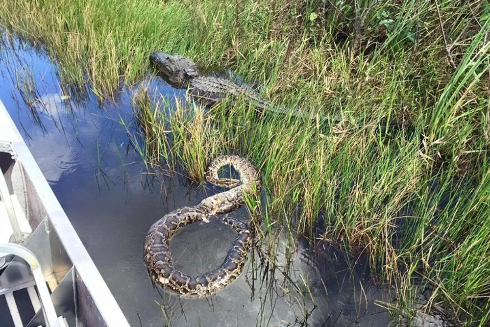 An alligator and a large snake are near the waters edge possibly indicating a tense encounter in a grassy wetland habitat