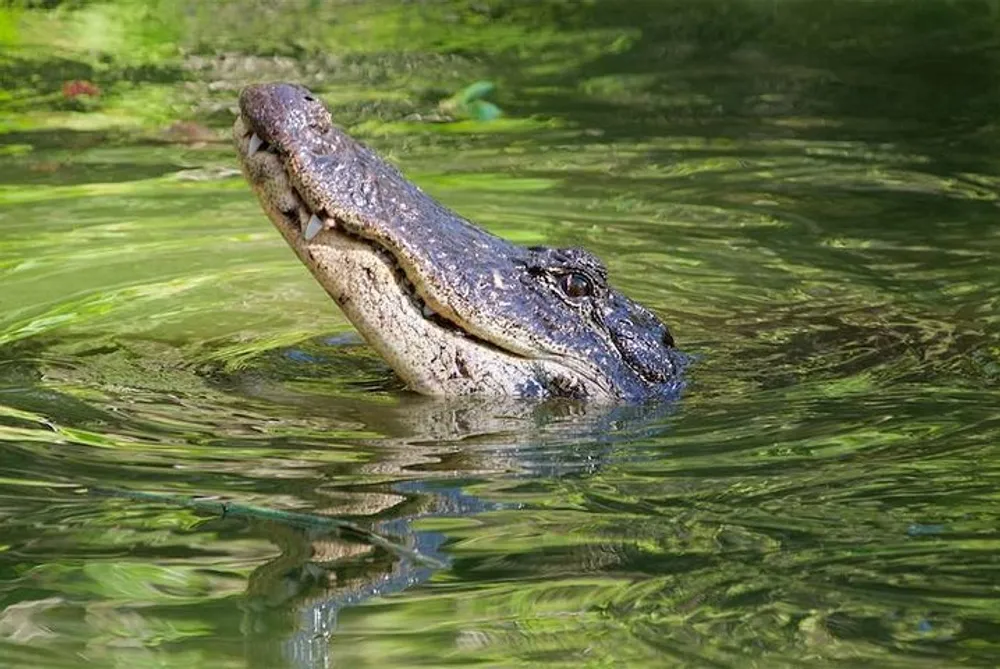 An alligator is partially submerged in water its head and eyes visible just above the surface