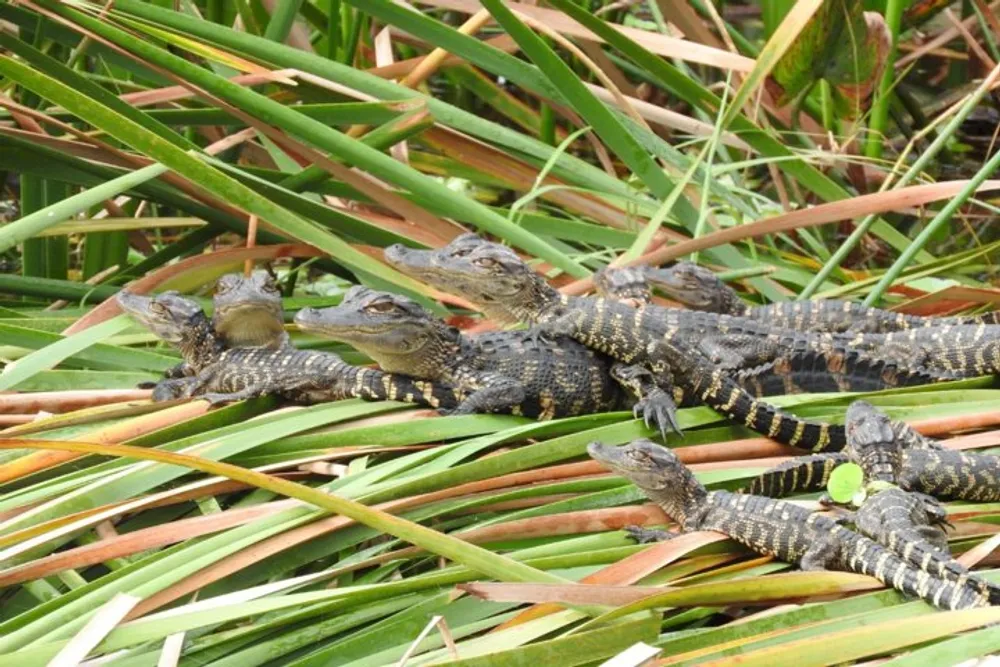A group of juvenile alligators is sunbathing on a bed of reeds