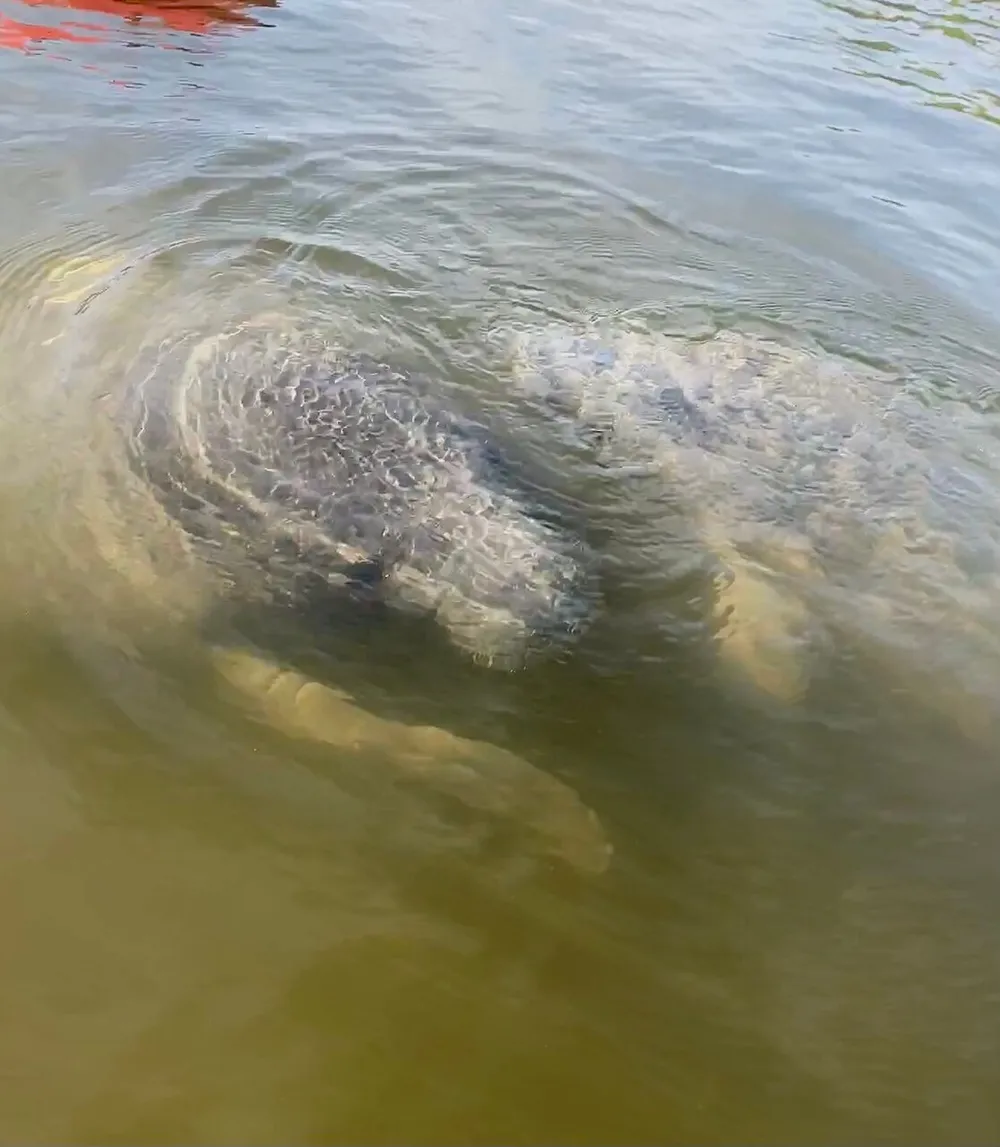 The image shows a large manatee submerged near the surface of murky water