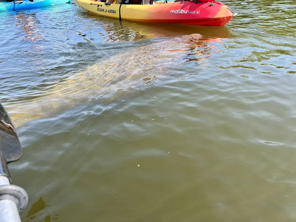 A person appears to be submerged in water near a red and yellow kayak with the edge of another boat visible in the foreground