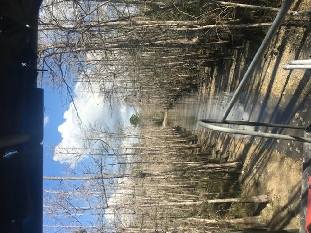 The image is rotated 90 degrees counter-clockwise and shows a leafless forest with a murky water body and a metal railing under a partly cloudy sky