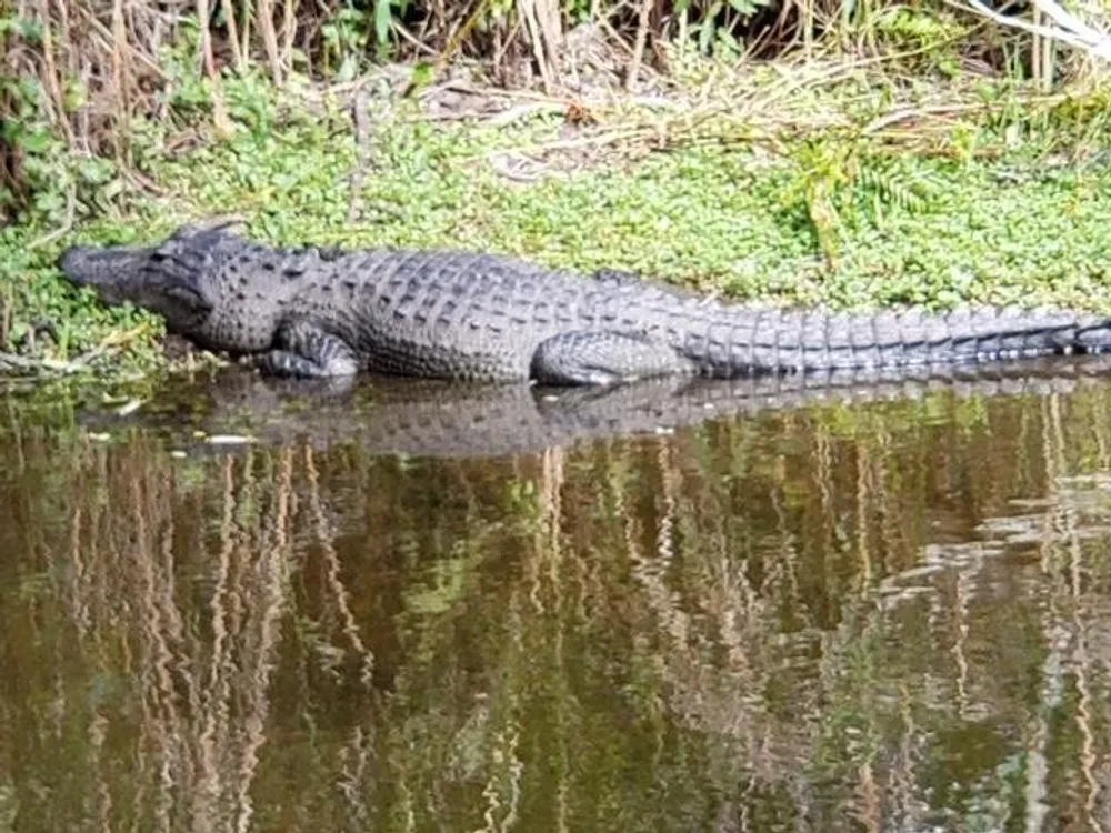 A large alligator is basking on the waters edge surrounded by vegetation with its reflection visible in the water