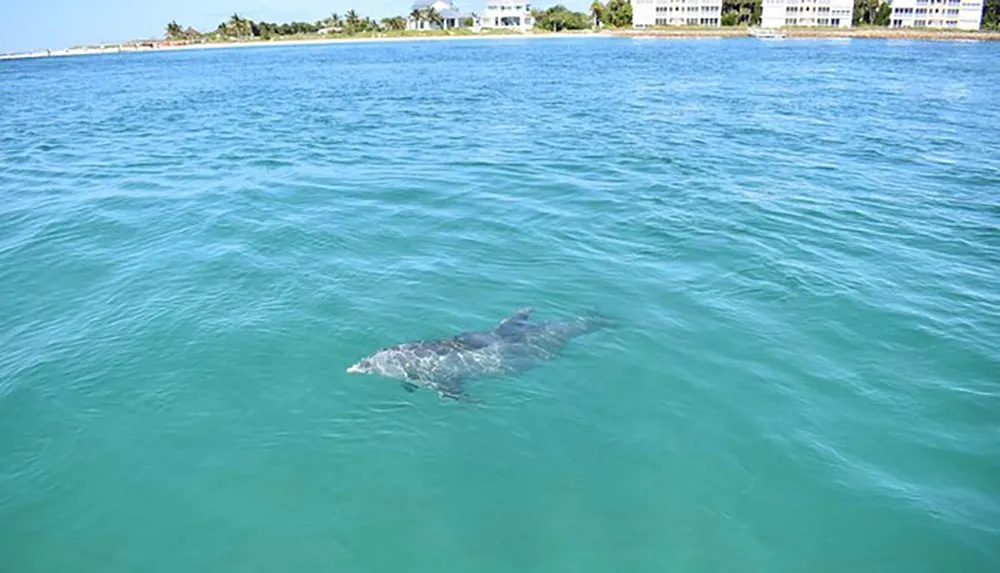 A dolphin is swimming in clear blue waters near the coastline with buildings in the background