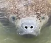 A manatee is peeking its nostrils above the water surface