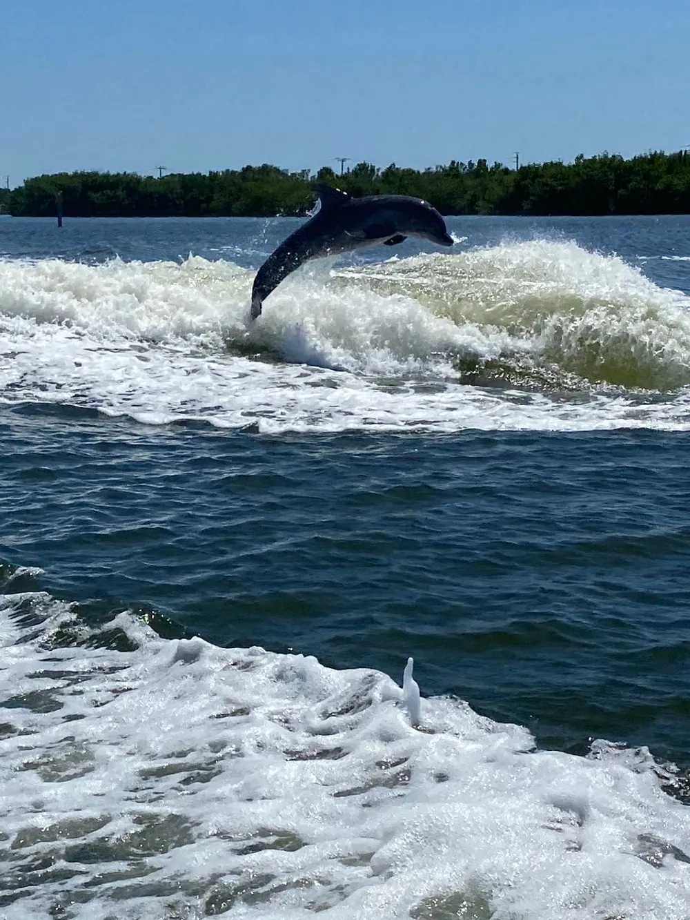 A dolphin is leaping out of the water creating a dynamic splash against a backdrop of water and vegetation