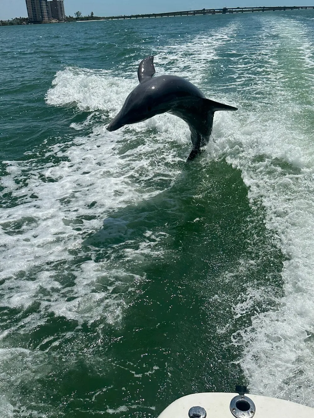 A dolphin is leaping out of the water beside a moving boat with a bridge and shoreline in the background