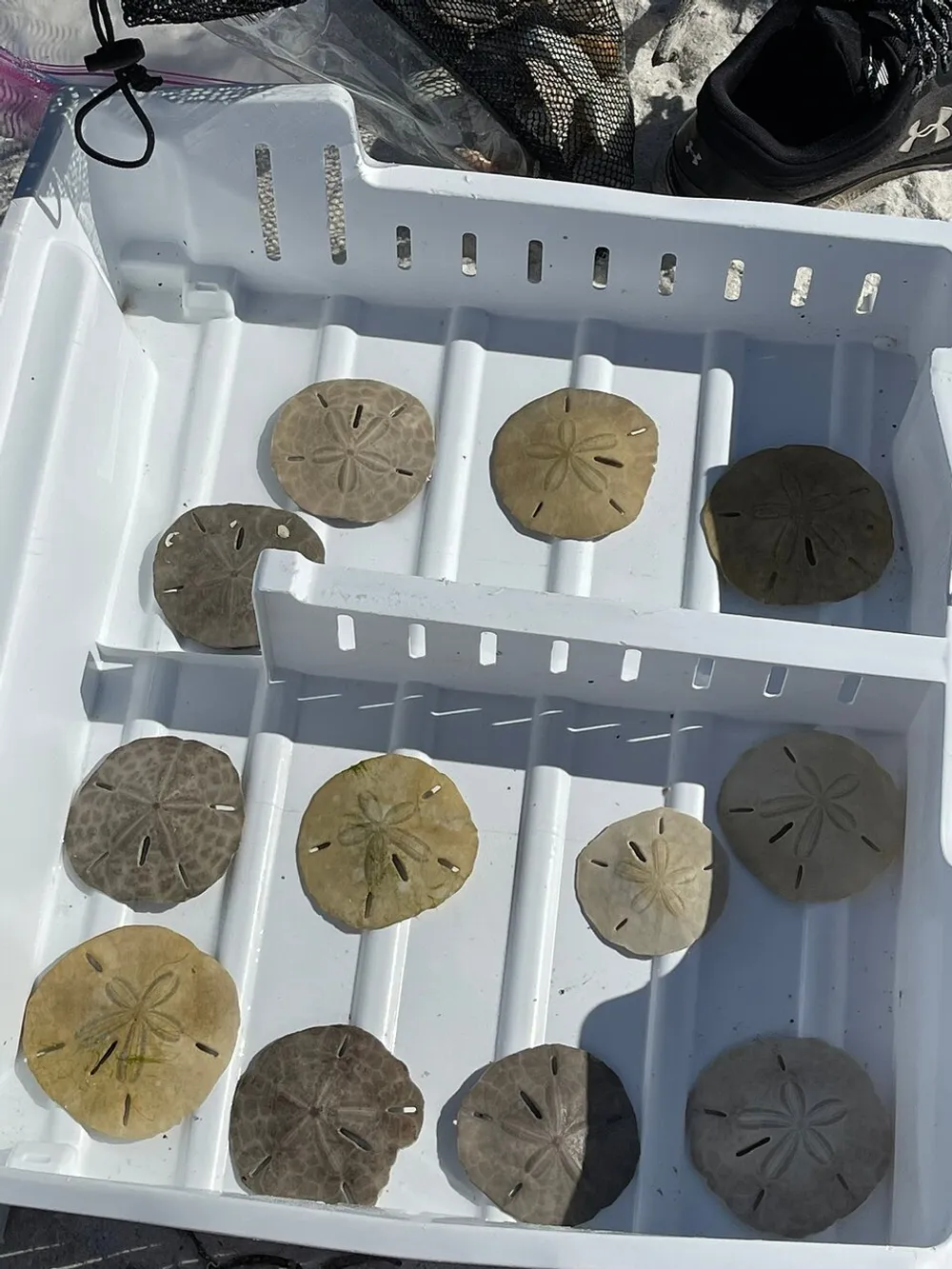 The image shows a collection of sand dollars neatly arranged in a white plastic tray that is placed on a sandy surface under bright sunlight