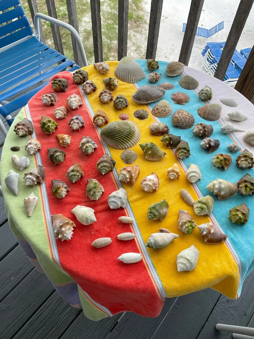 A collection of various seashells is neatly arranged on a colorful striped towel on an outdoor table with a beachside backdrop
