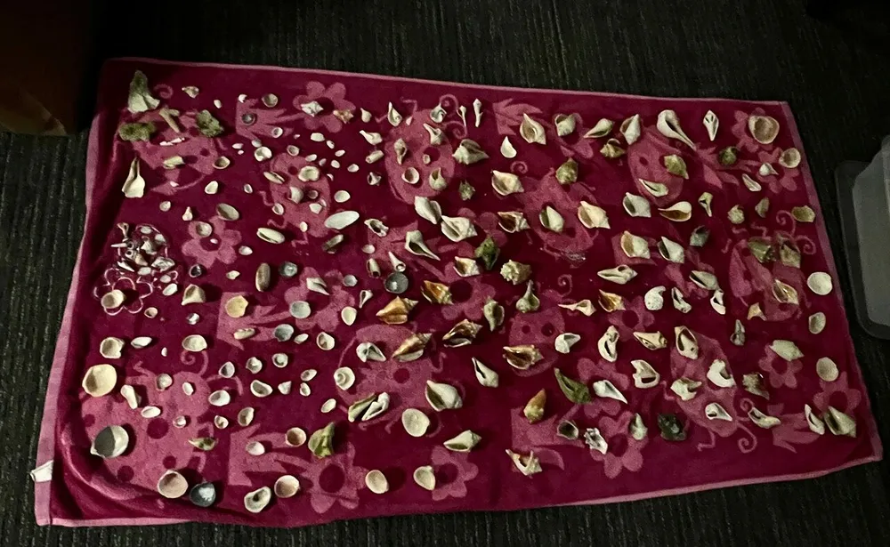 The image shows a collection of scattered seeds and seed pods on a pink floral-patterned cloth