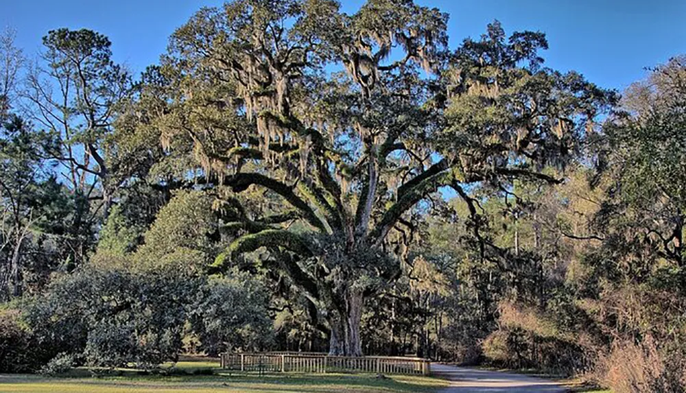 A magnificent old tree with sprawling branches adorned with Spanish moss stands majestically in a serene landscape with a clear blue sky in the background