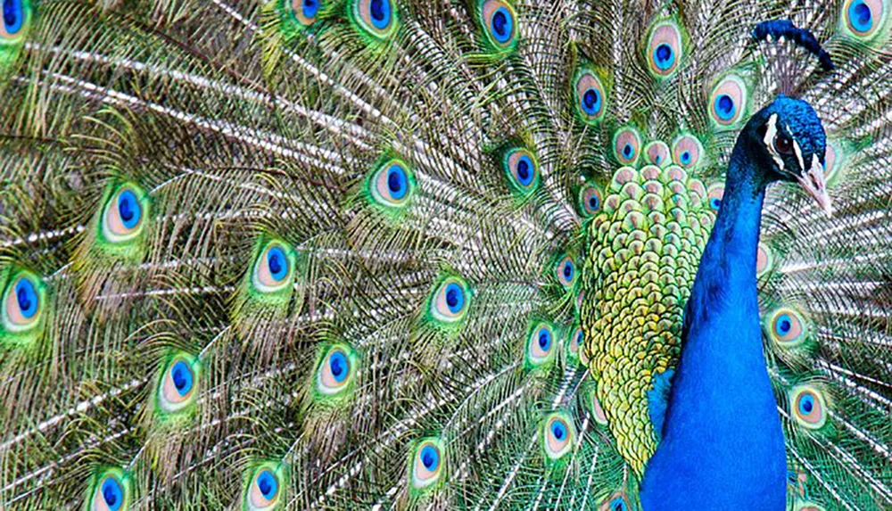 A peacock is displaying its vibrant and colorful tail feathers