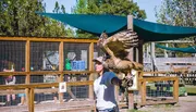 A person is holding and displaying a large bird, possibly a raptor, on their gloved arm in an outdoor setting with animal enclosures in the background.