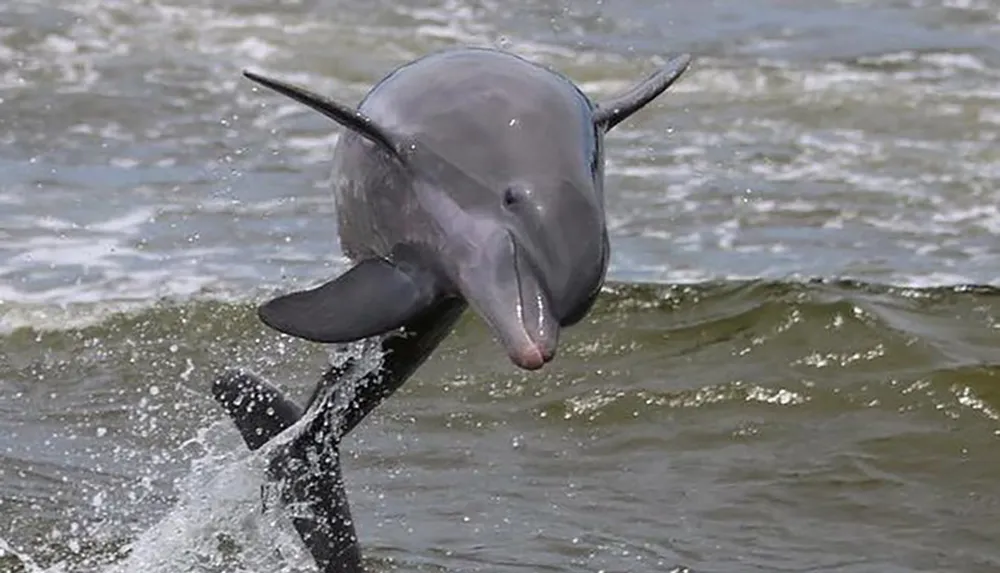 A dolphin is leaping out of the water creating a splash