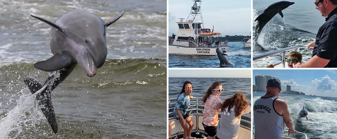 Alabama Gulf Coast Dolphin Cruise