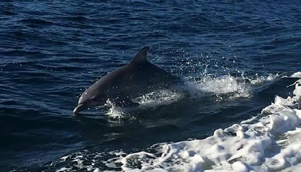 A dolphin is leaping out of the ocean near a waves crest