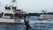 A dolphin is leaping out of the water near two boats labeled 