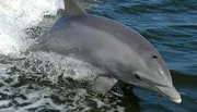 A dolphin is leaping out of the water, with splashes surrounding it as it breaks through the water's surface.