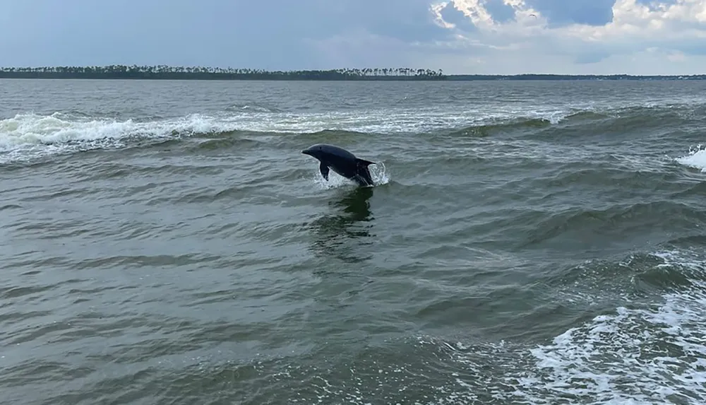 A dolphin is leaping out of the choppy waters with a shoreline visible in the background