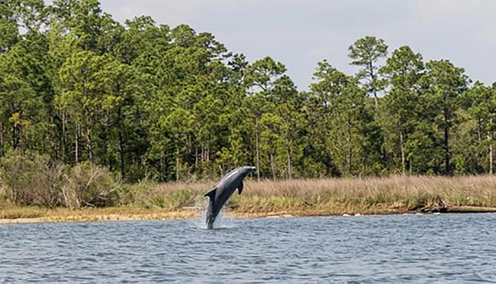 A dolphin is leaping out of the water near a wooded shoreline