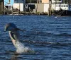 Dolphins and Wildlife Kayak Experienc