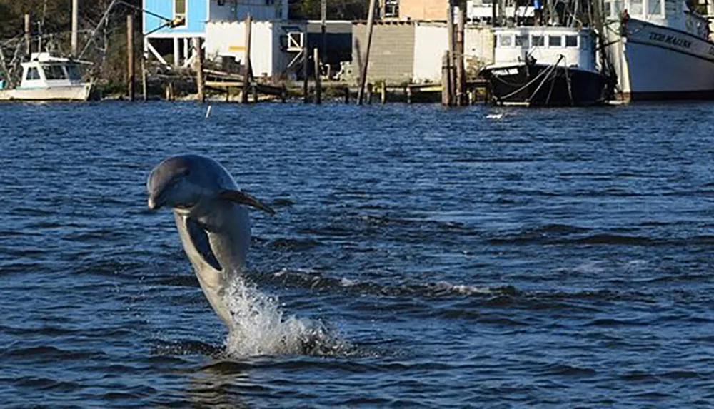 A dolphin is leaping out of the water with a backdrop of boats and waterfront houses
