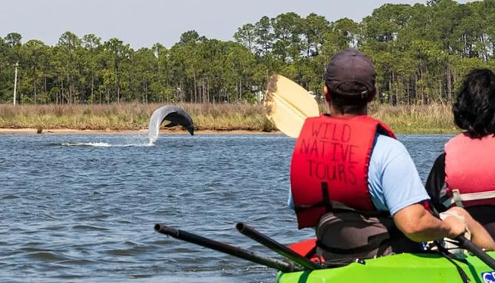 Two people wearing life vests are kayaking and watching a dolphin leap out of the water