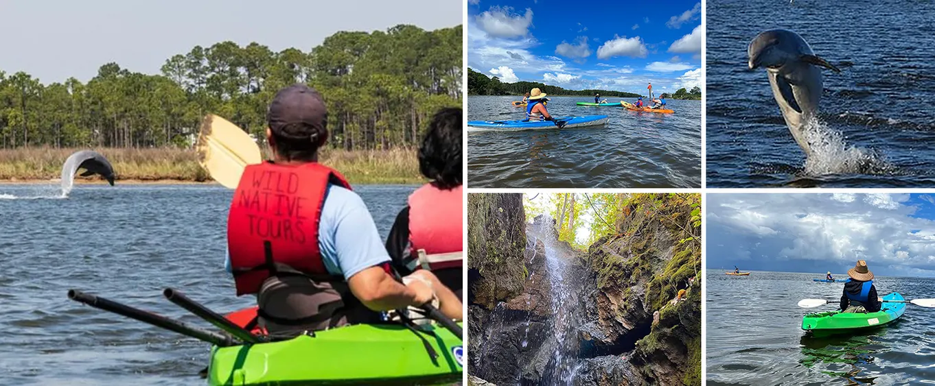 Dolphins and Wildlife Kayak Experience from Gulf Shores