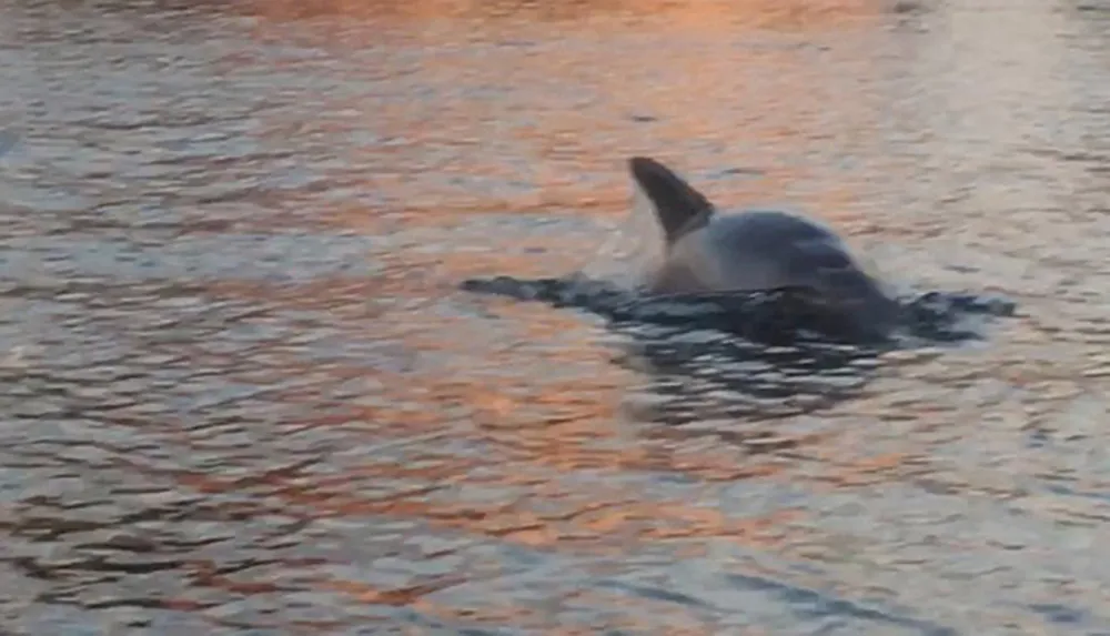 The image shows a dolphin breaking the surface of water bathed in the warm hues of a sunset or sunrise