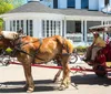 A horse-drawn carriage with passengers travels along a scenic park path in the late afternoon