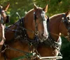 A horse-drawn carriage with passengers travels along a scenic park path in the late afternoon