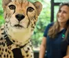 A cheetah is in sharp focus in the foreground with a smiling woman in a blue uniform blurred in the background suggesting a setting of animal care or conservation