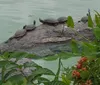 Several turtles are basking on a rock in the middle of a greenish water body framed by lush vegetation