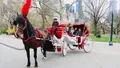 Standard Central Park Horse Carriage Ride Photo
