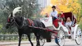 VIP Central Park Horse Drawn Carriage Tour Photo