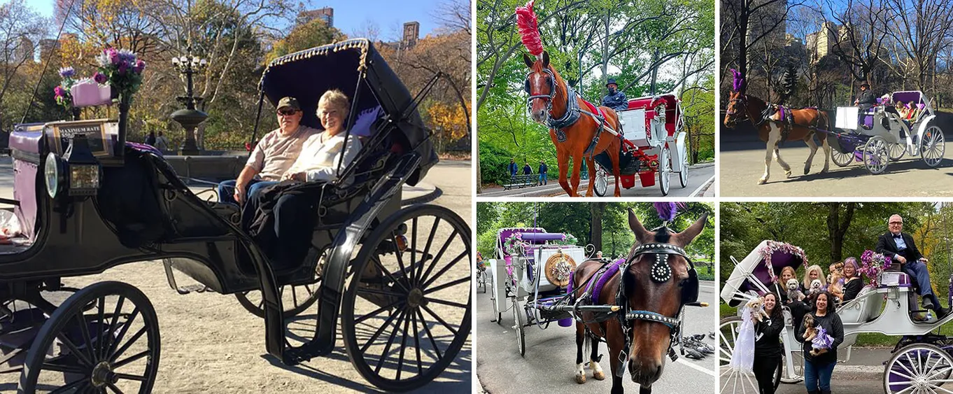 NYC Central Park Horse and Carriage Ride