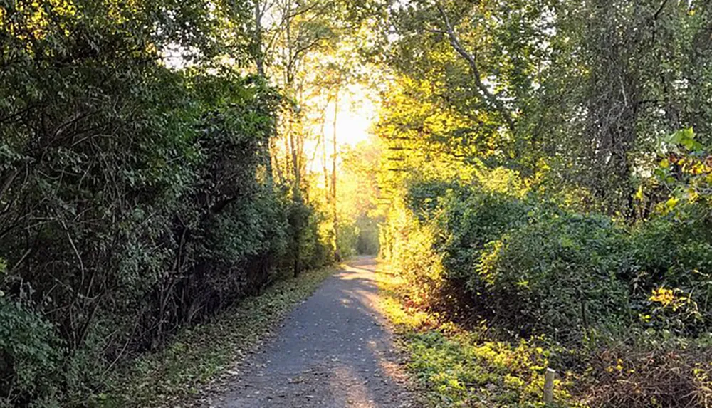 The image shows a tranquil forest trail bathed in the warm glow of sunlight filtering through the trees