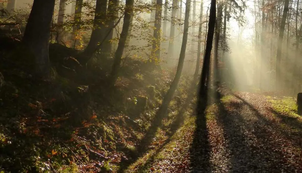 Sunlight filters through a forest casting long shadows on a leaf-strewn path