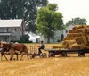 A person wearing a hat is riding a horse-drawn wagon loaded with hay bales through a field in front of a farmhouse