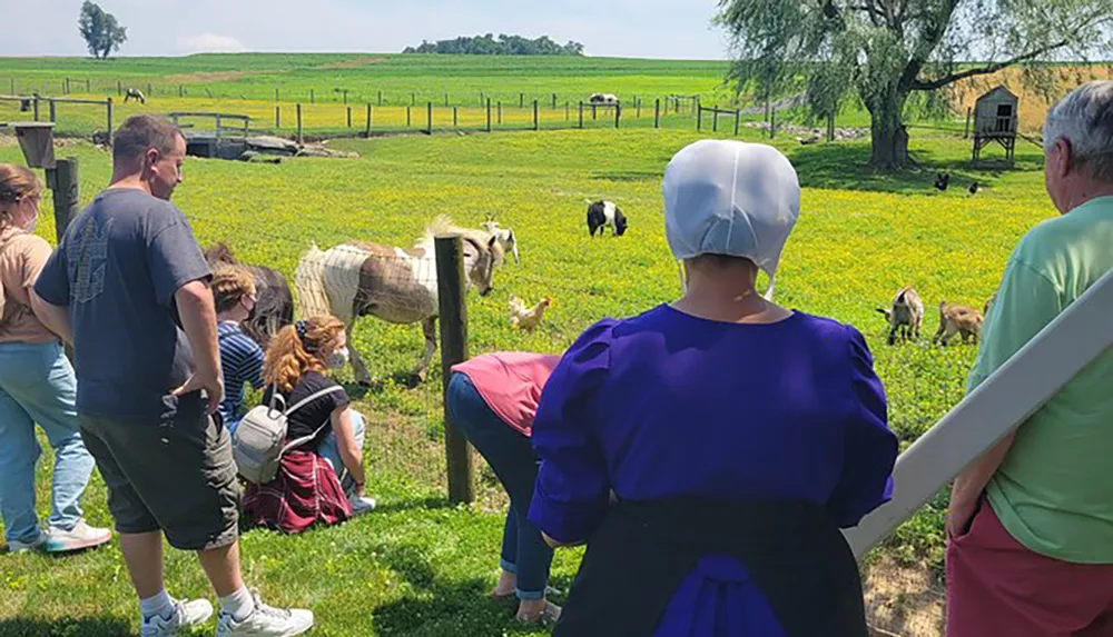 A group of people including one in traditional Amish clothing are watching animals in a sunny pastoral farm setting