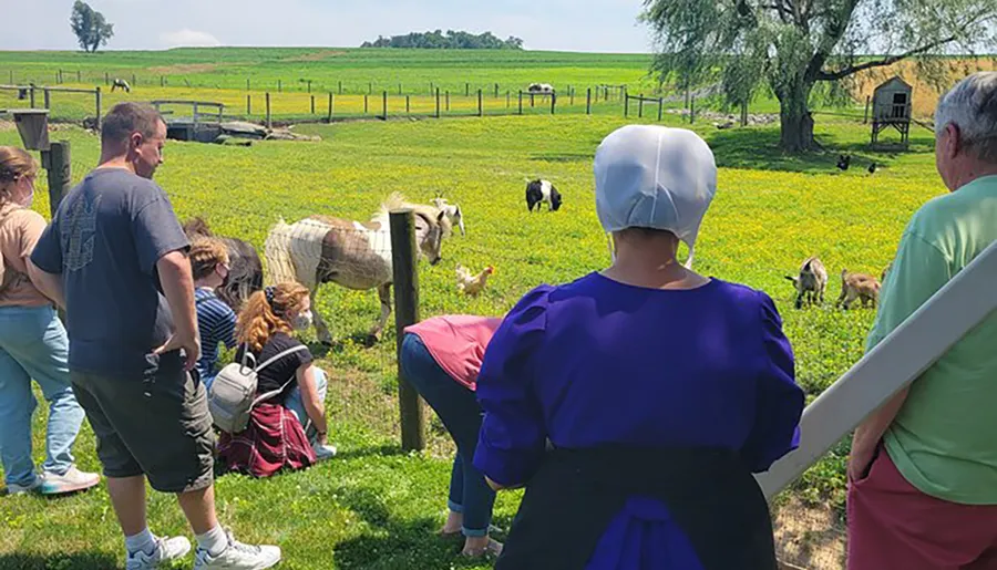 A group of people, including one in traditional Amish clothing, are watching animals in a sunny, pastoral farm setting.